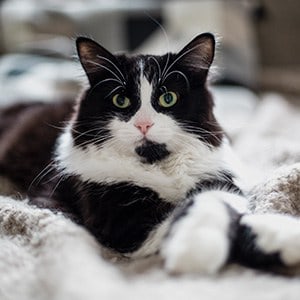 Advanced Diagnostics