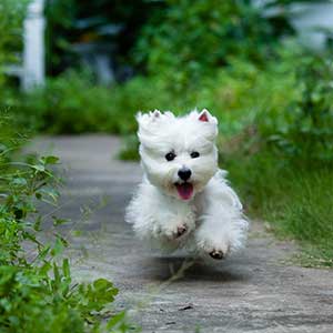 Pet Insurance Pet Insurance