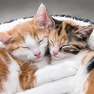 Prescription Refill Request