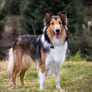 Wellness and Preventive