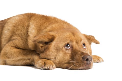 When to Take Your Pet in for a Veterinary Emergency
