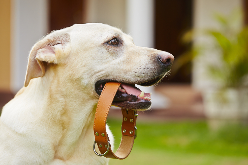 4 Disaster Preparedness Steps Every Pet Owner Should Take