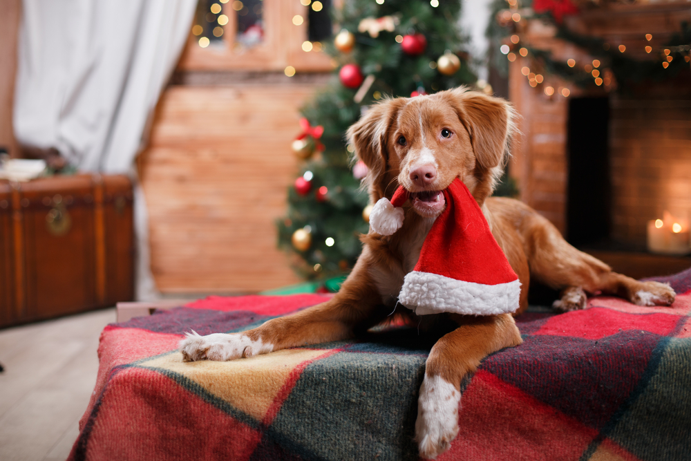 Holiday Safety How-To for Pets
