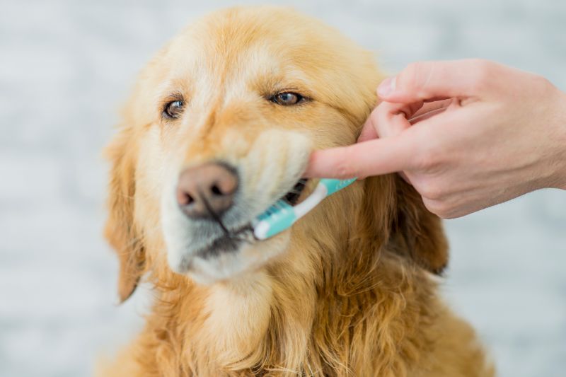Big, Bright Smile: How to Brush Your Pet’s Teeth