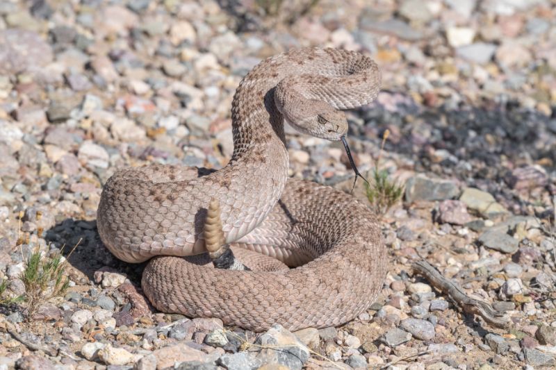On the Trail with Fido: Is the Rattlesnake Vaccine Right for Your Pet