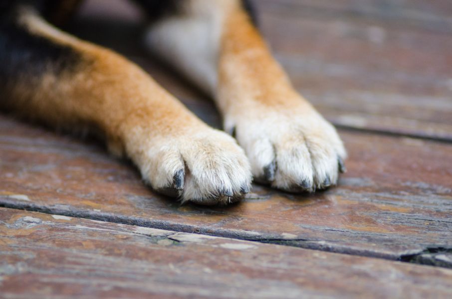 Frito Footsies: The Case of the Corn Chip and Why Your Dog’s Paws Smell
