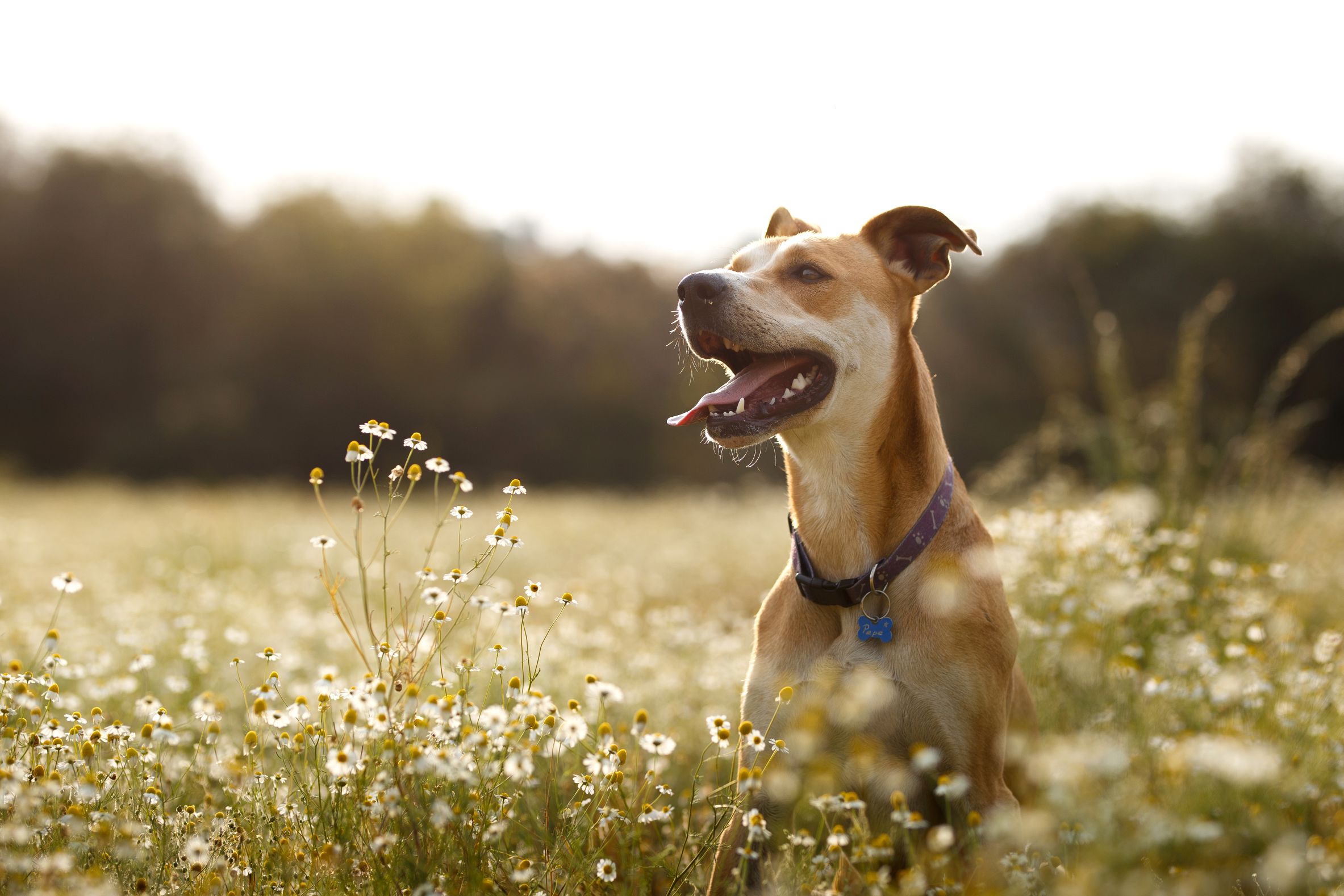 Should Your Dog Get the Leptospirosis Vaccine?