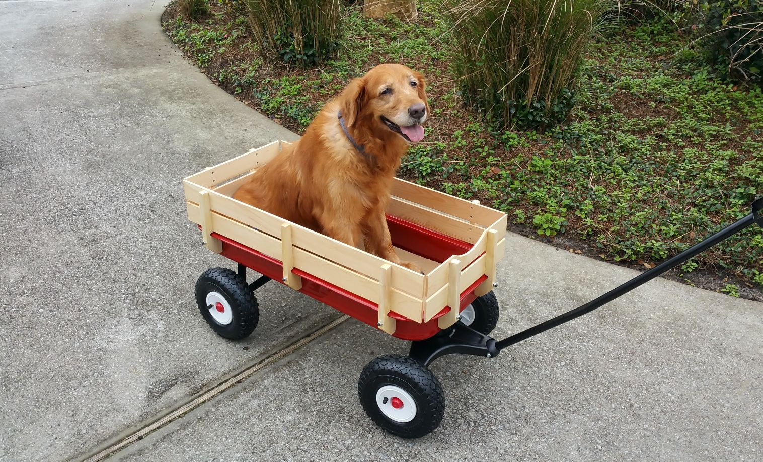 Joint Venture: How to Soothe Arthritis in Dogs