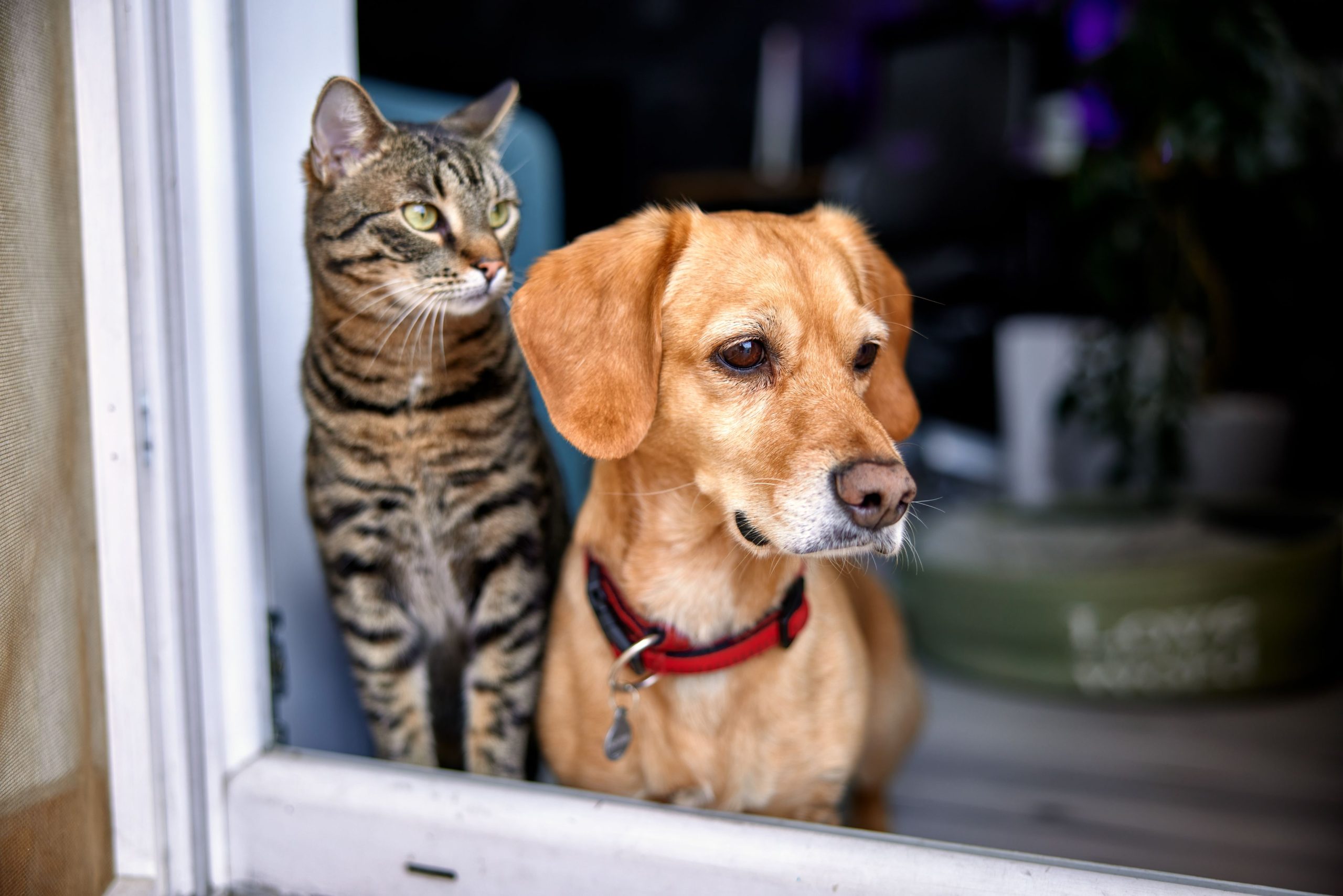 How to Care for Your Pet When You Work Full Time