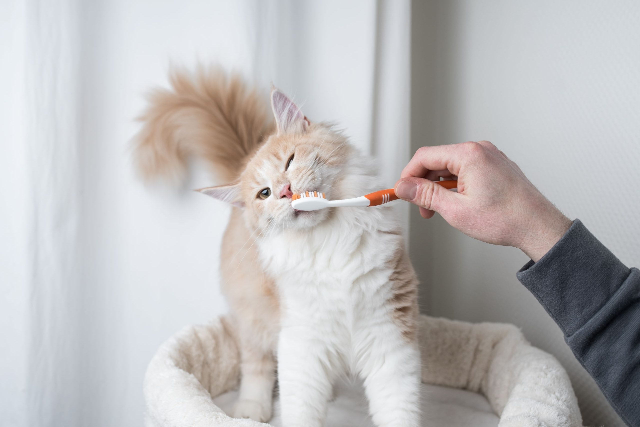 Why Pet Dental Care Is So Important