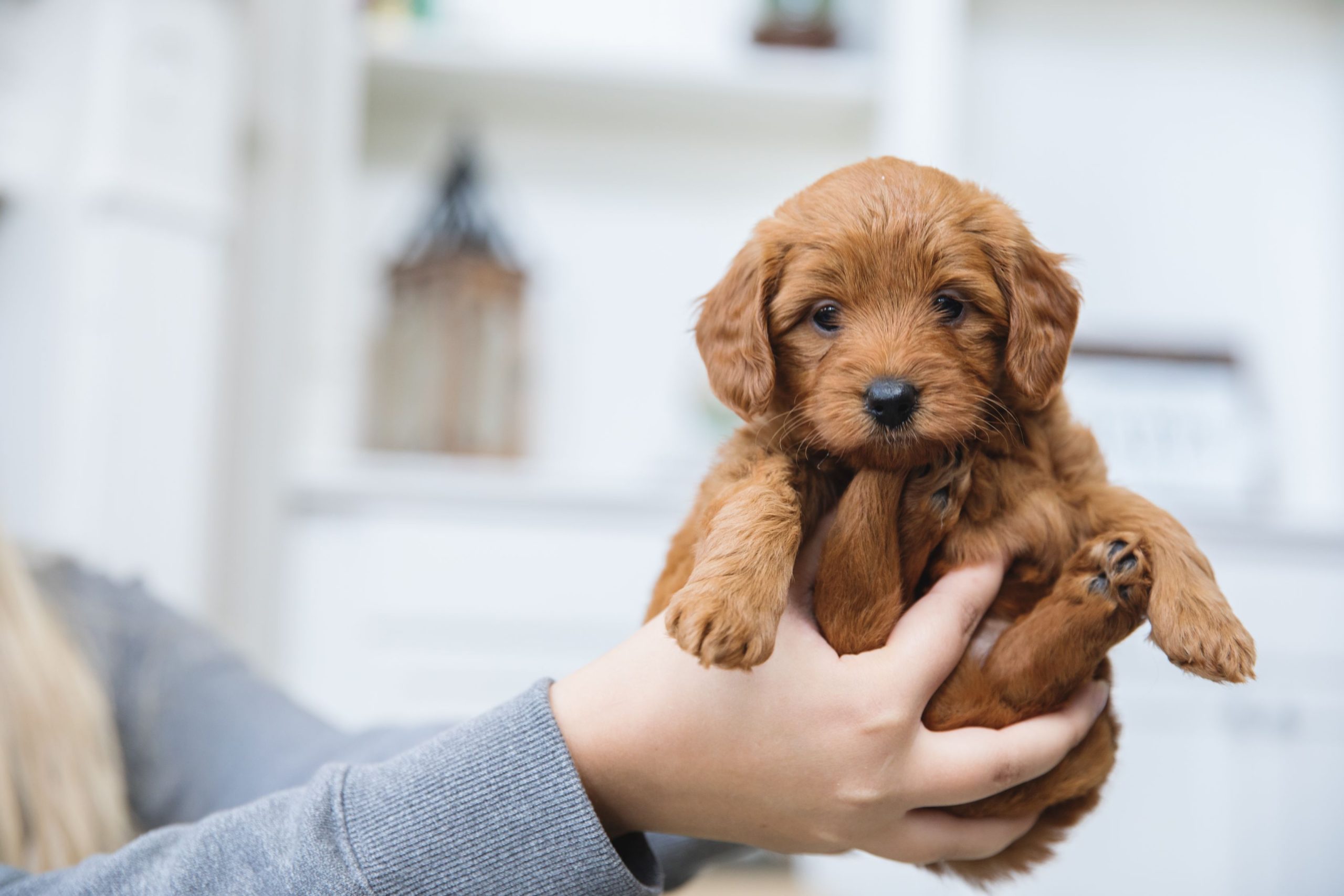 March Madness: Getting a New Puppy