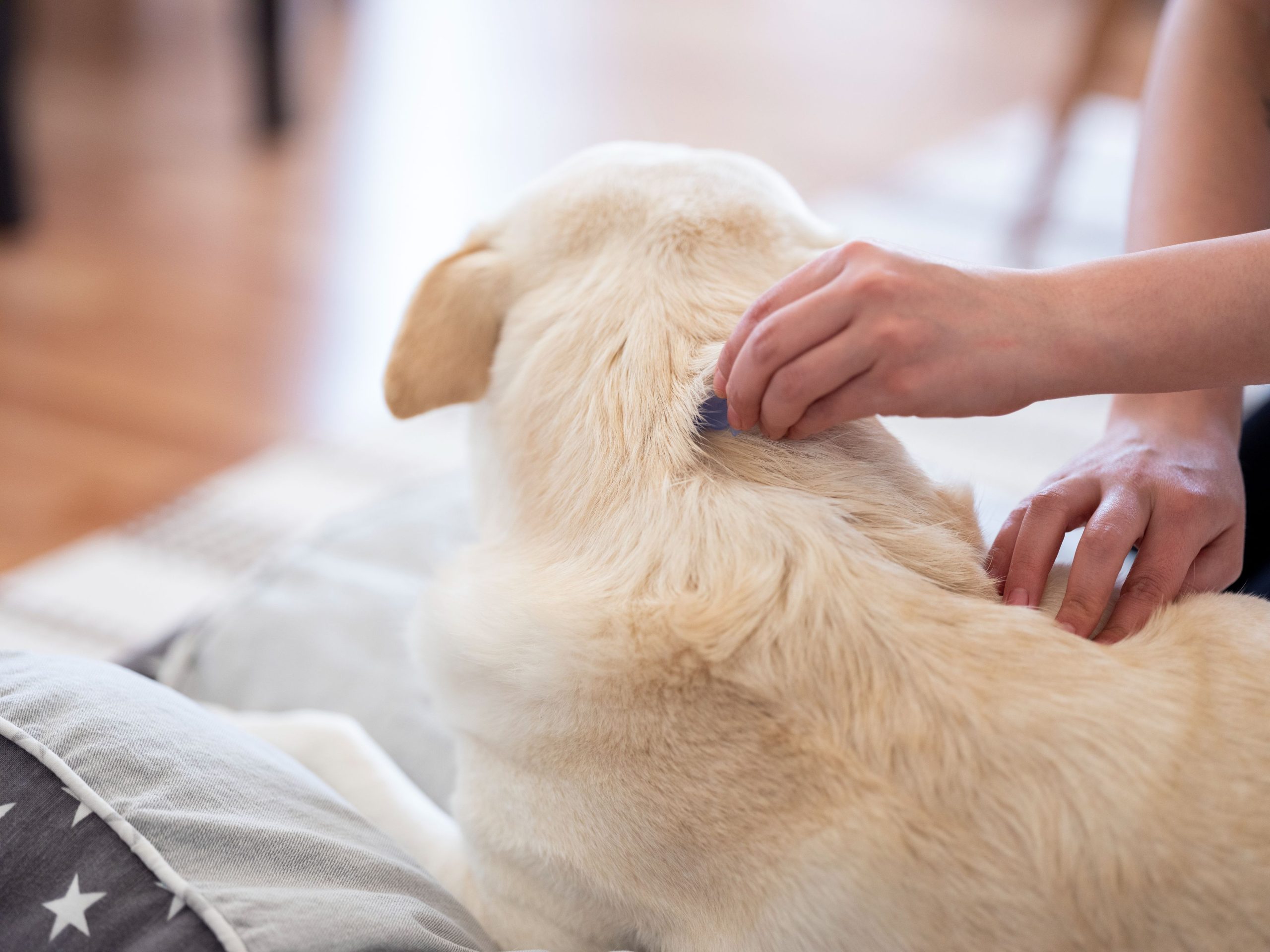 Year-Round Parasite Prevention Stops Fleas and Ticks