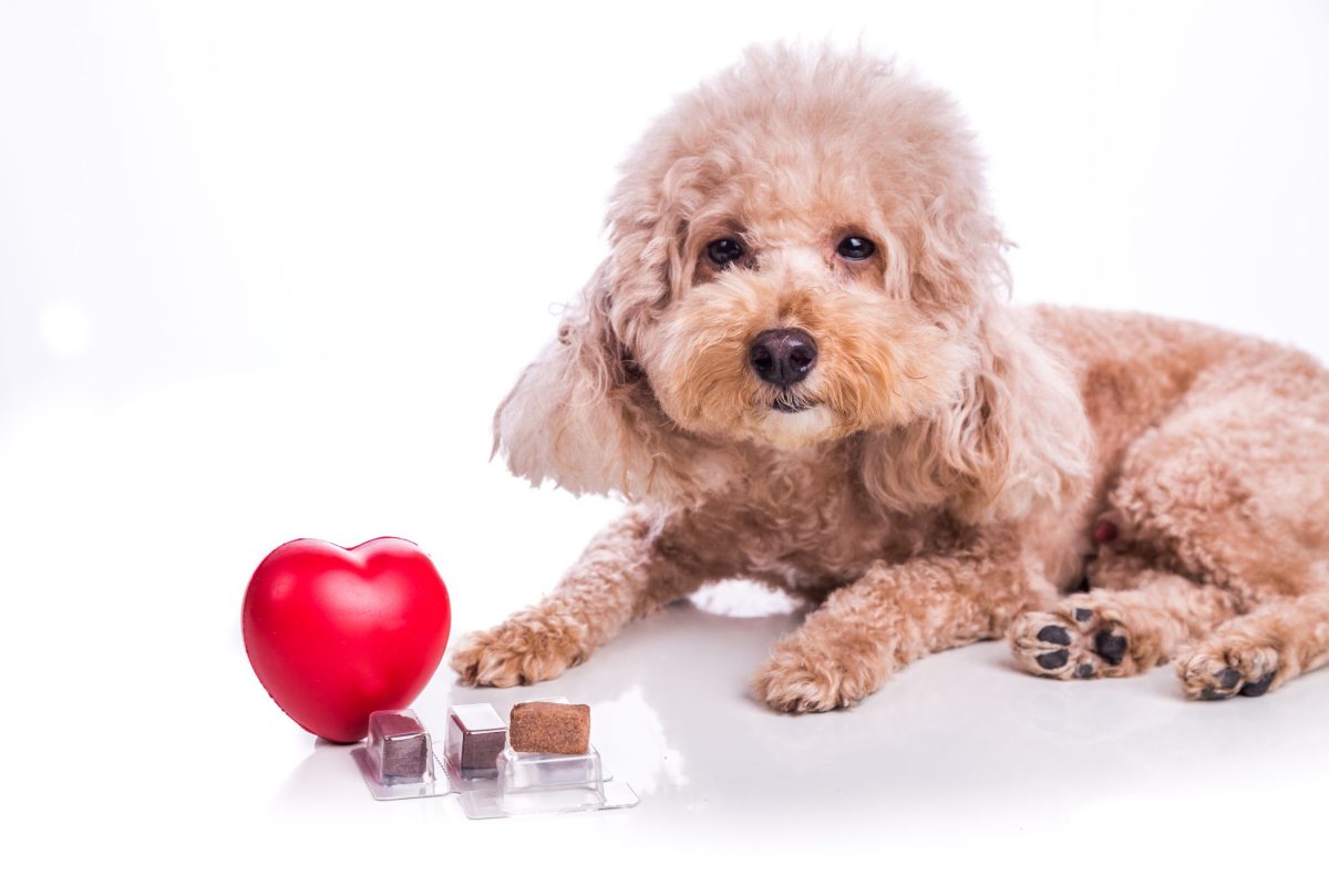 Pet with heartworm pill