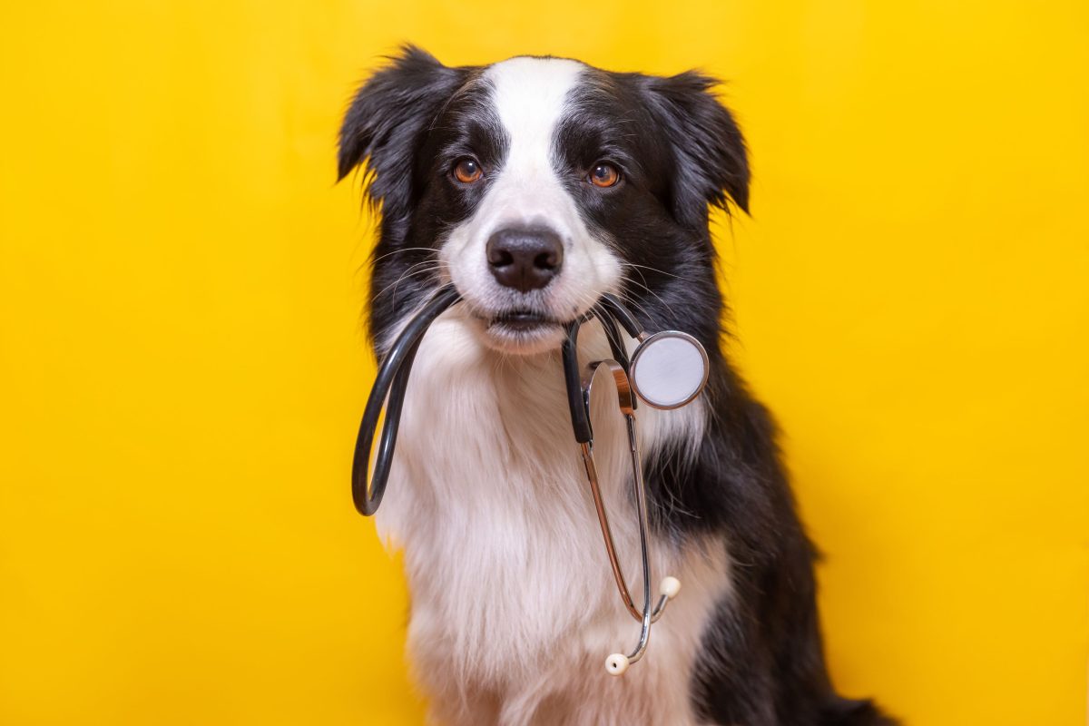 4 Signs Your Dog Needs Immediate Attention