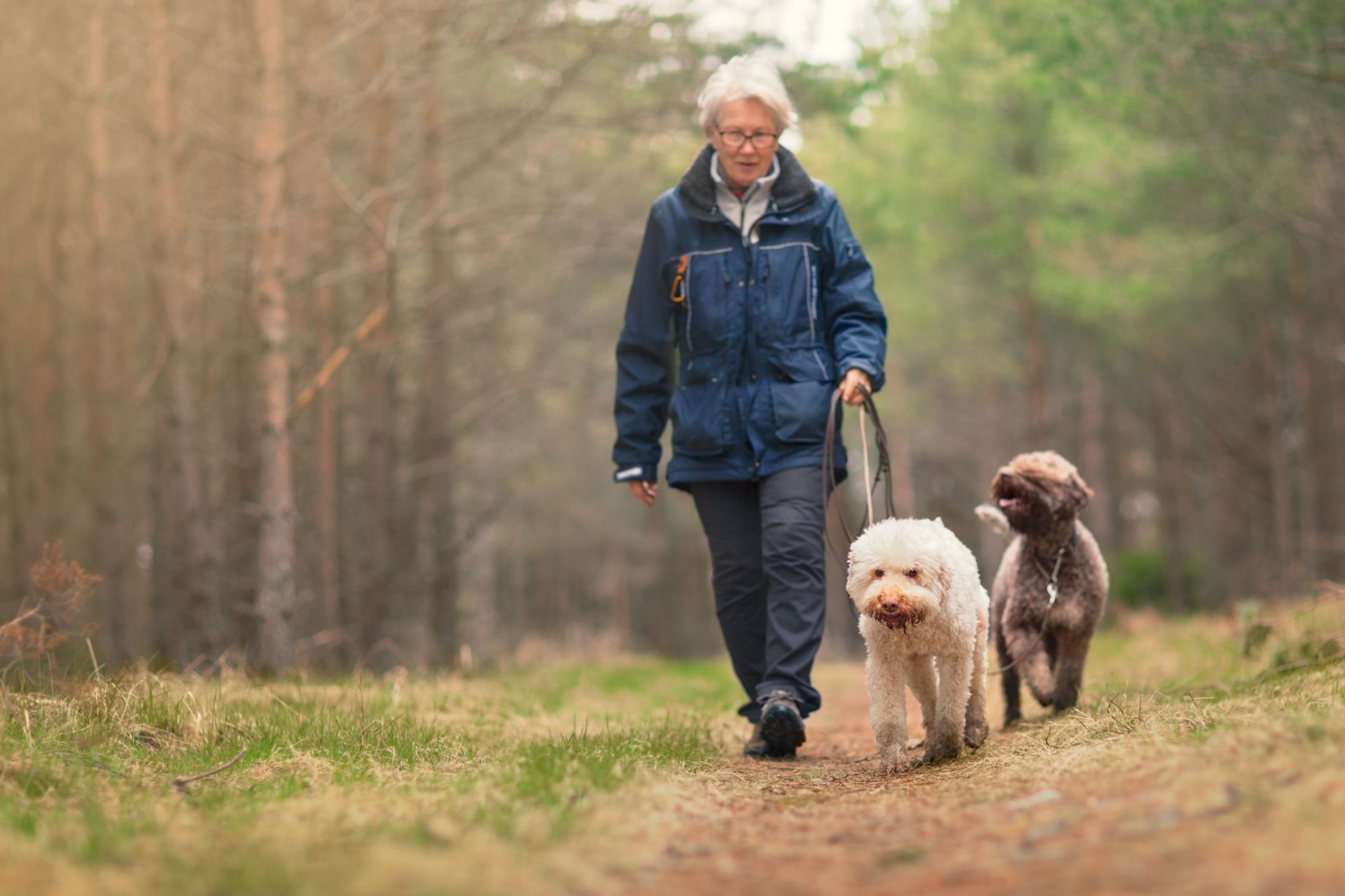 Happy dogs on a walk.