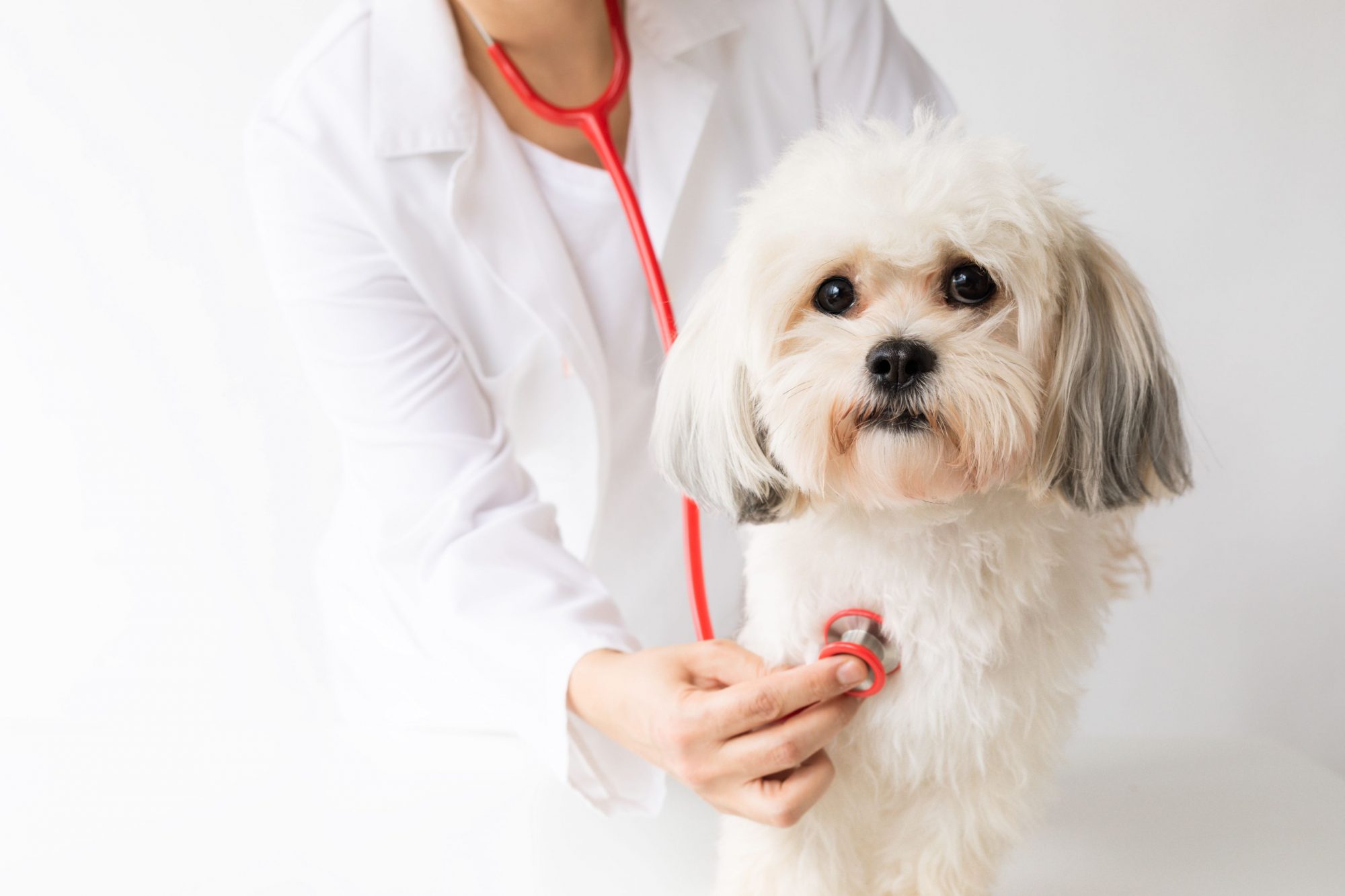 Top 5 Most Common Dog Health Problems  