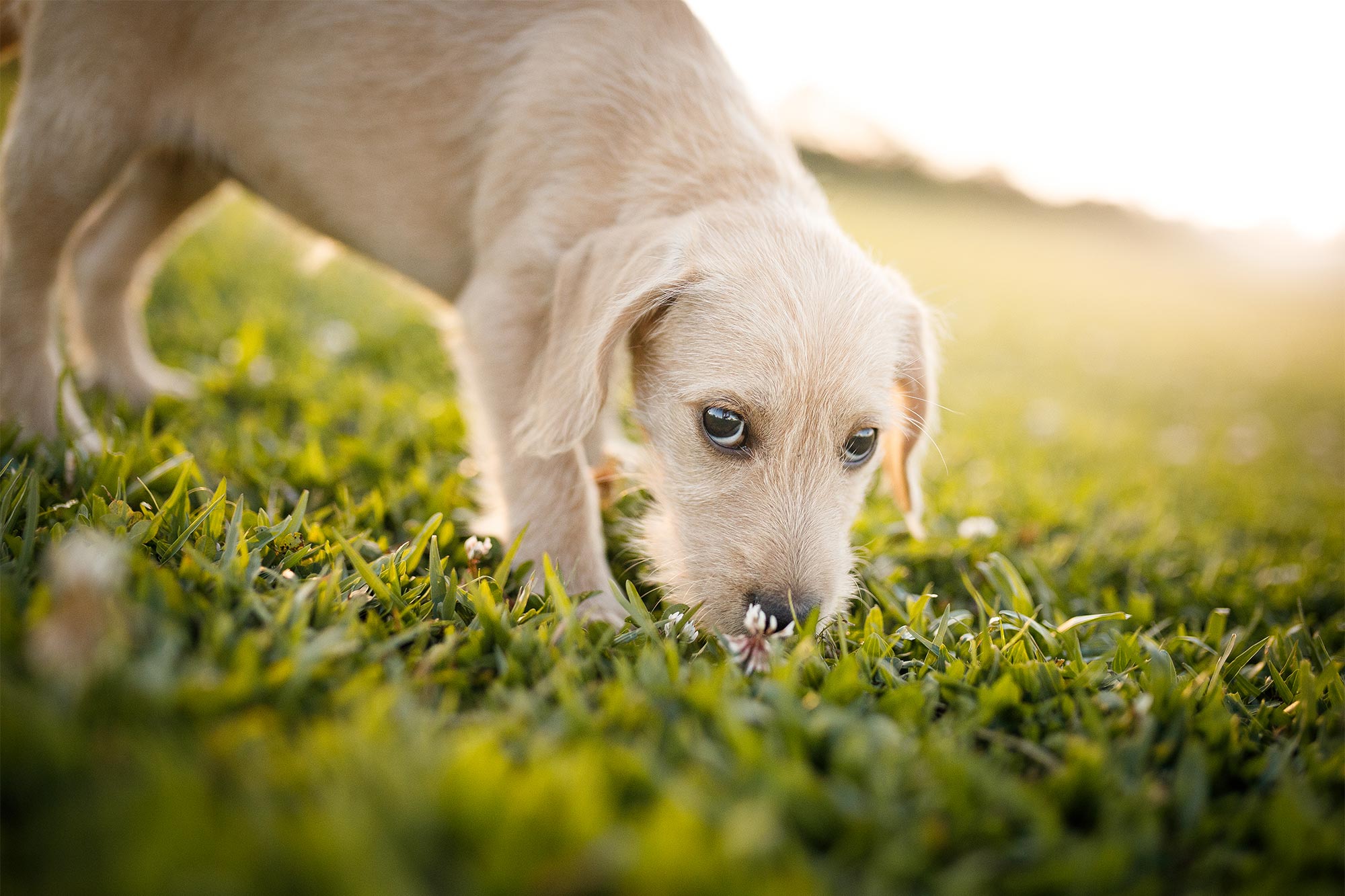 Why Does My Dog Eat Poop?