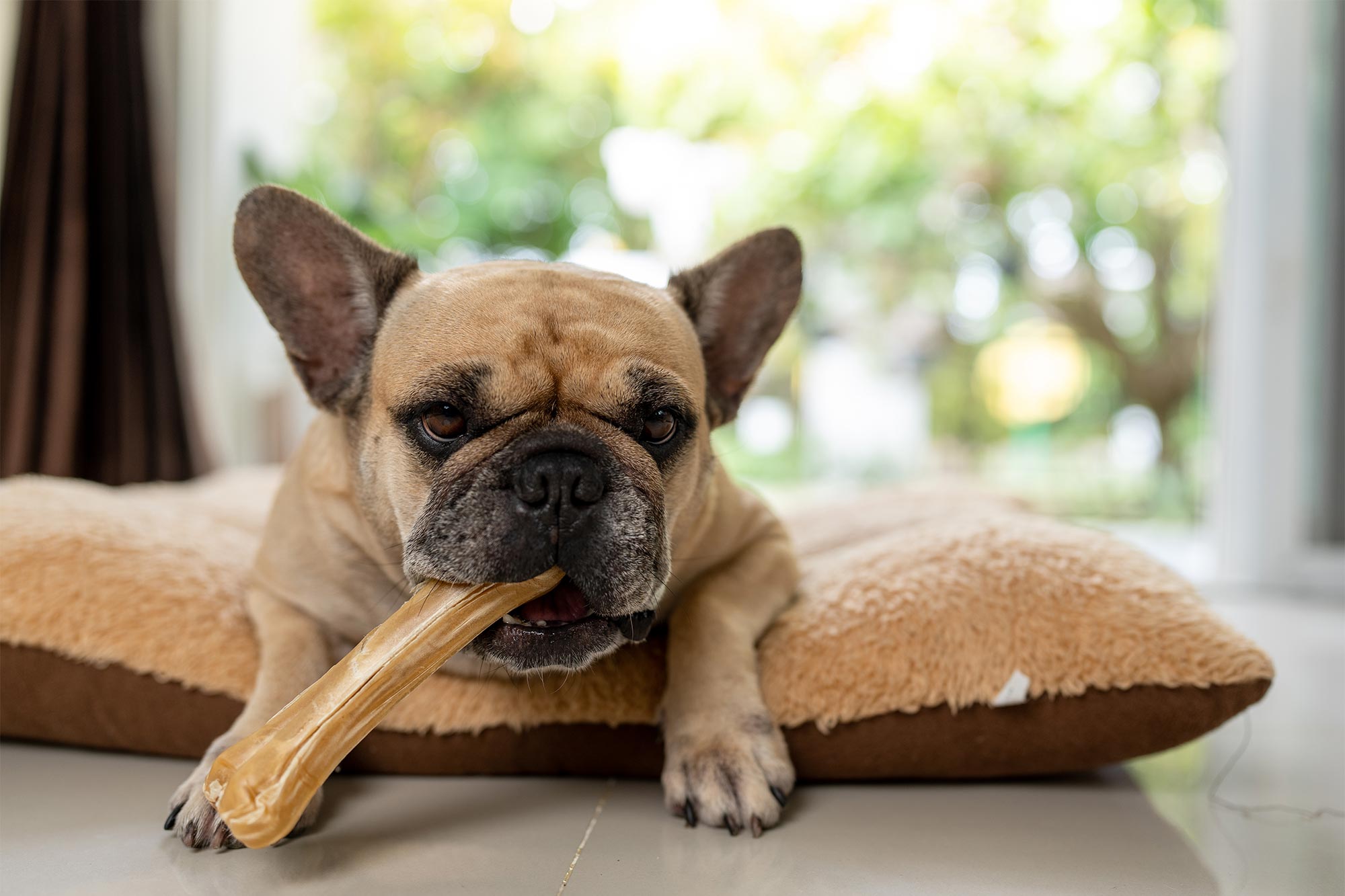 Is Rawhide Bad for Dogs?