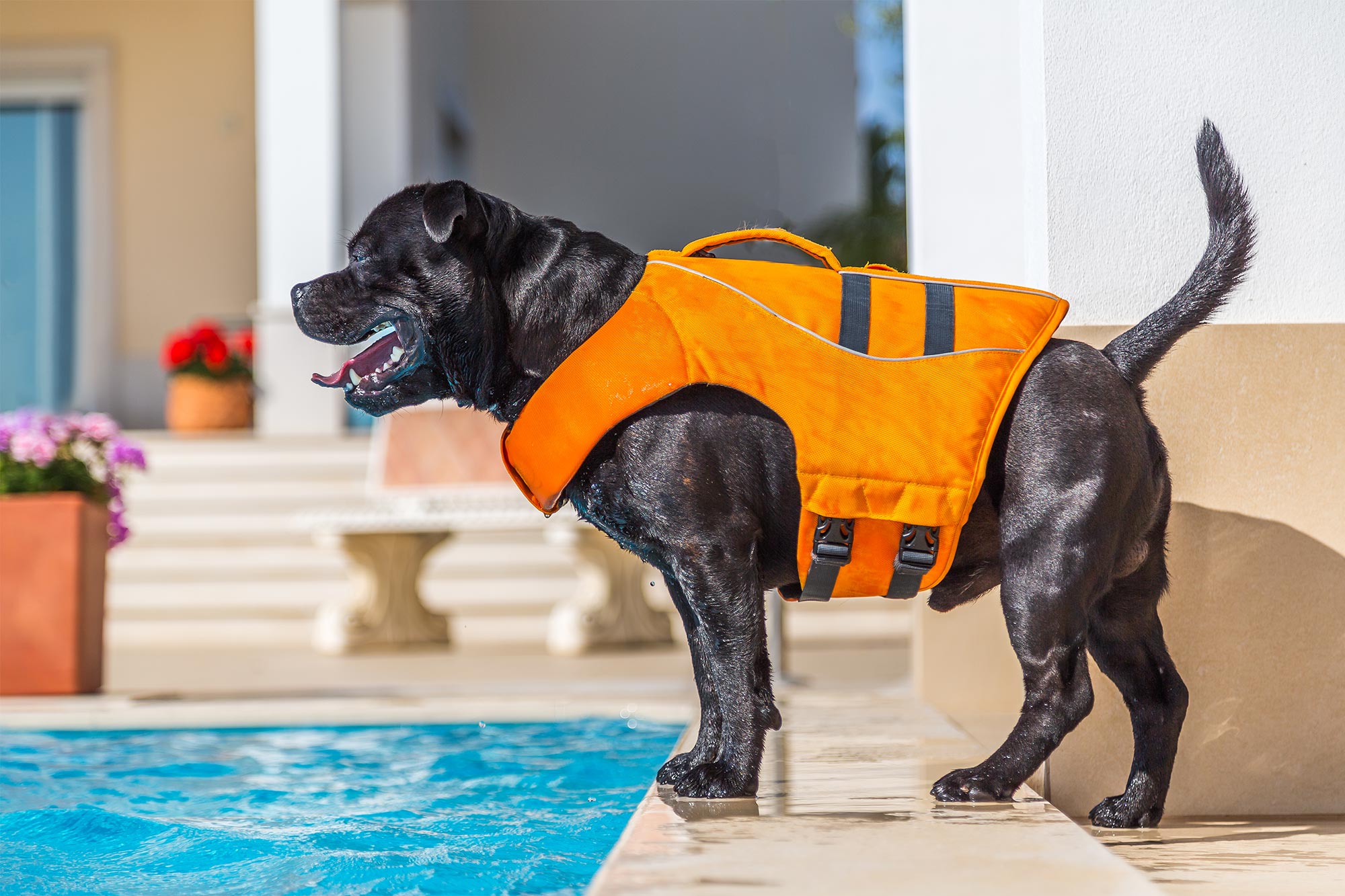 Swimming Pool Safety Tips for Pets