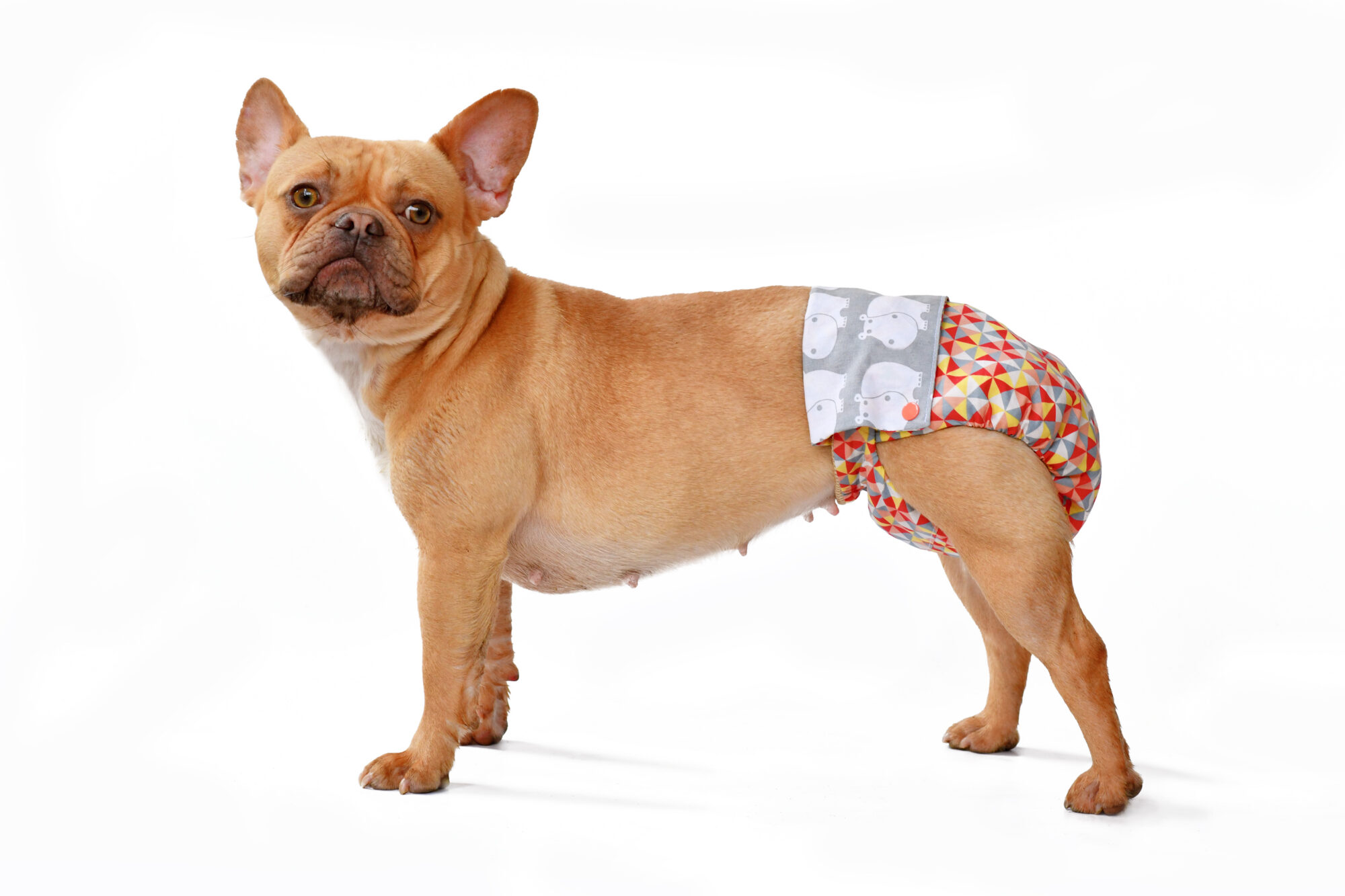 How Long Are Dogs in Heat?
