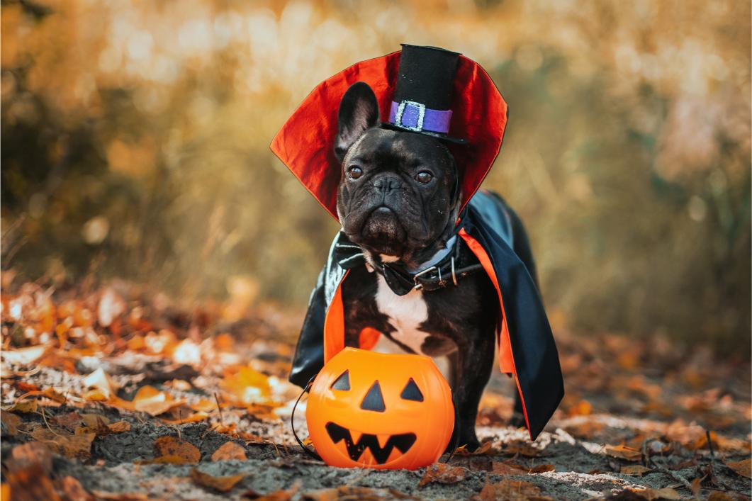 Halloween Pet Safety Tips.