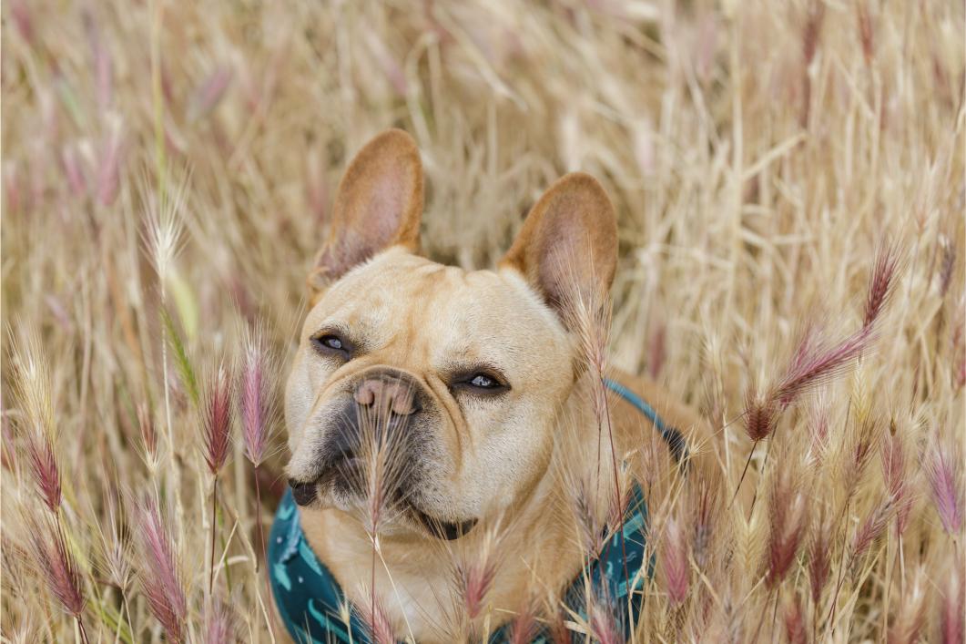Foxtails and Foreign Bodies: A Common Spring Emergency in Dogs
