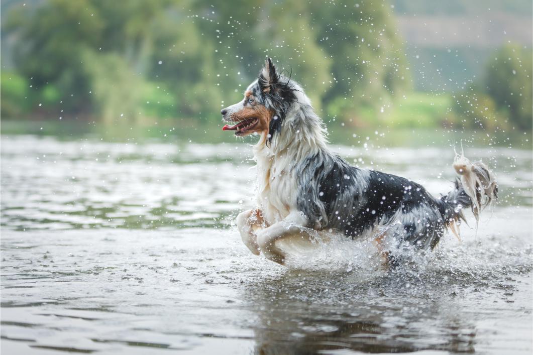 Vomiting After Swimming or Drinking Lake Water: What Pet Owners Should Know Vomiting After Swimming or Drinking Lake Water: What Pet Owners Should Know