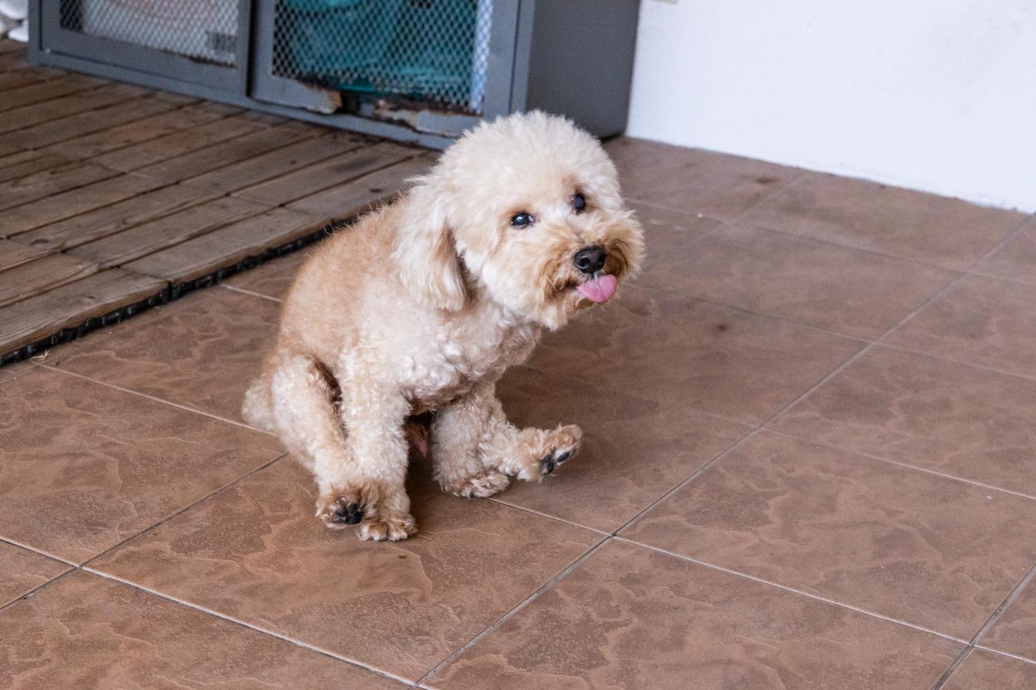 dog scooting.