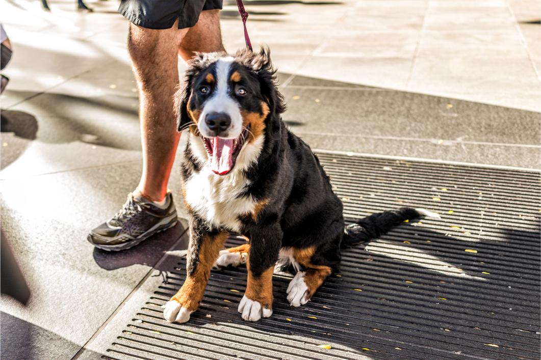 dog panting in the heat.