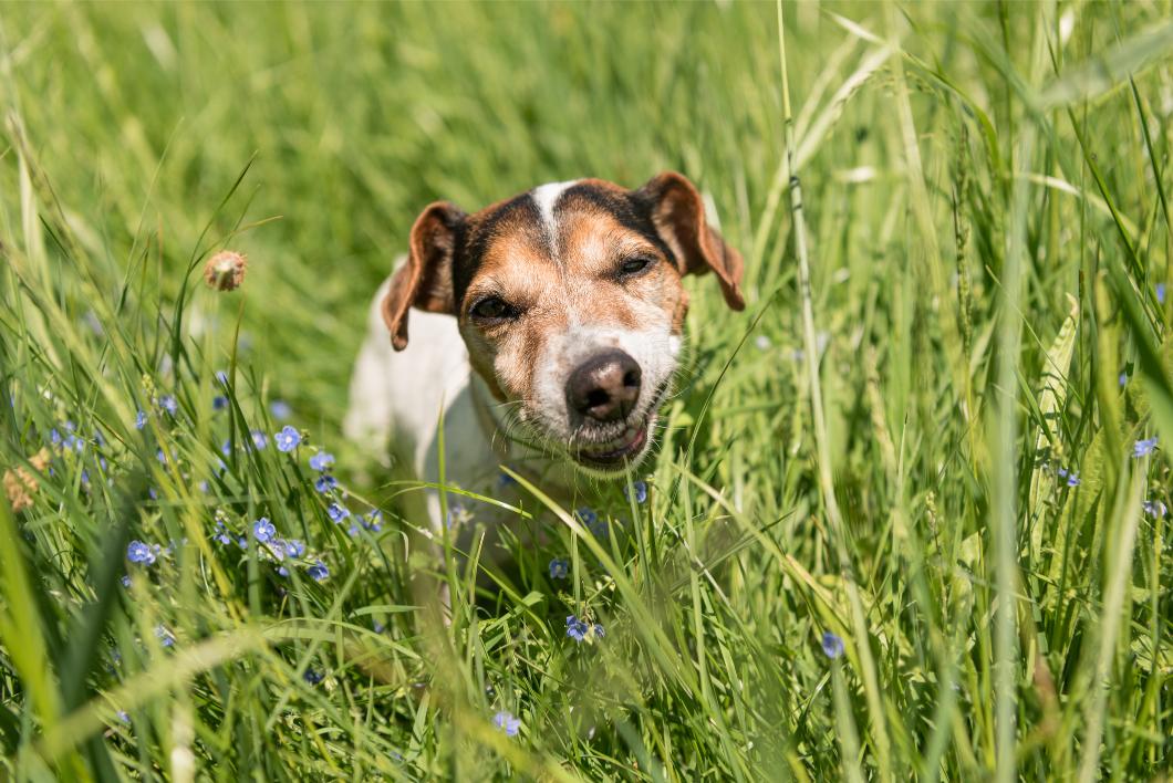Why Is My Dog Eating Grass? Veterinary Explanations Behind the Behavior