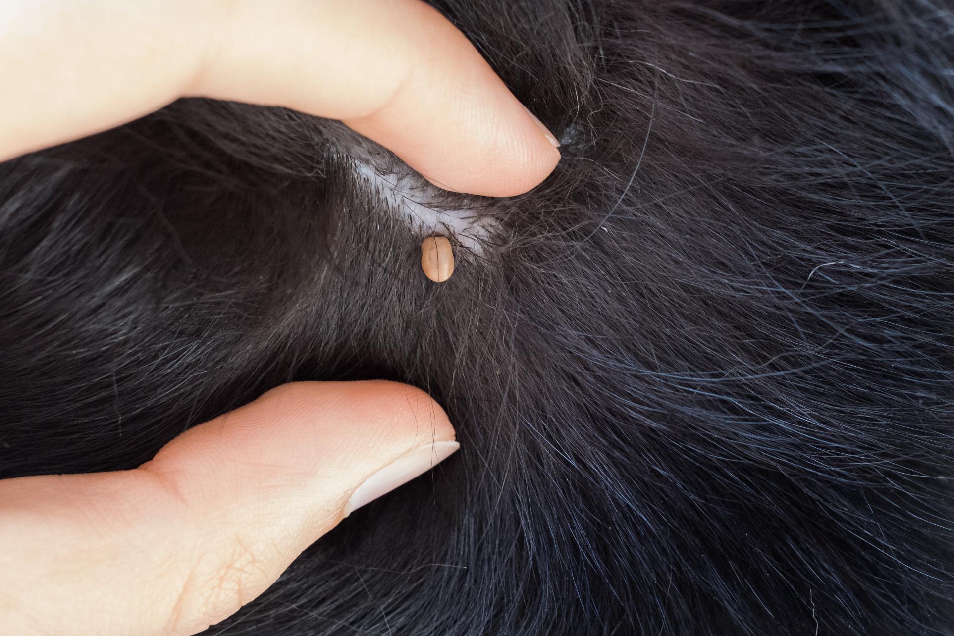 Can Dogs Get Lyme Disease in the Fall? Tick Risks Don’t End After Summer Can Dogs Get Lyme Disease in the Fall? Tick Risks Don’t End After Summer