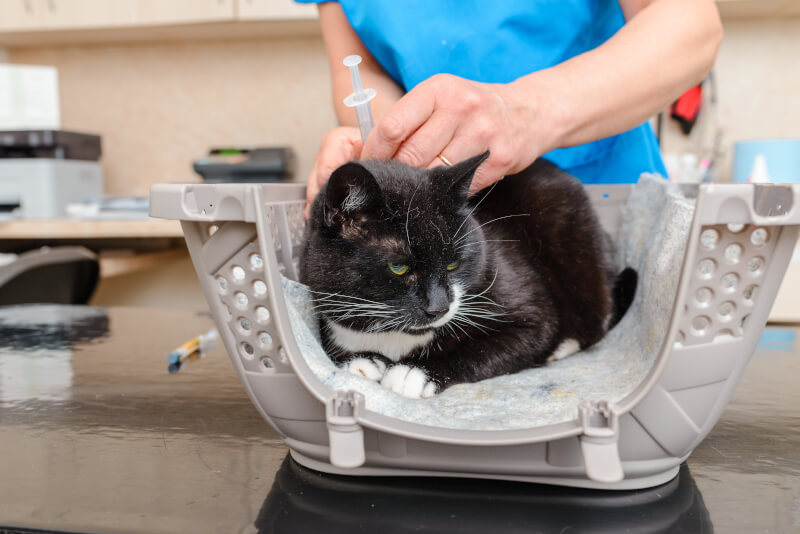 A cat receiving a vaccine A cat receiving a vaccine