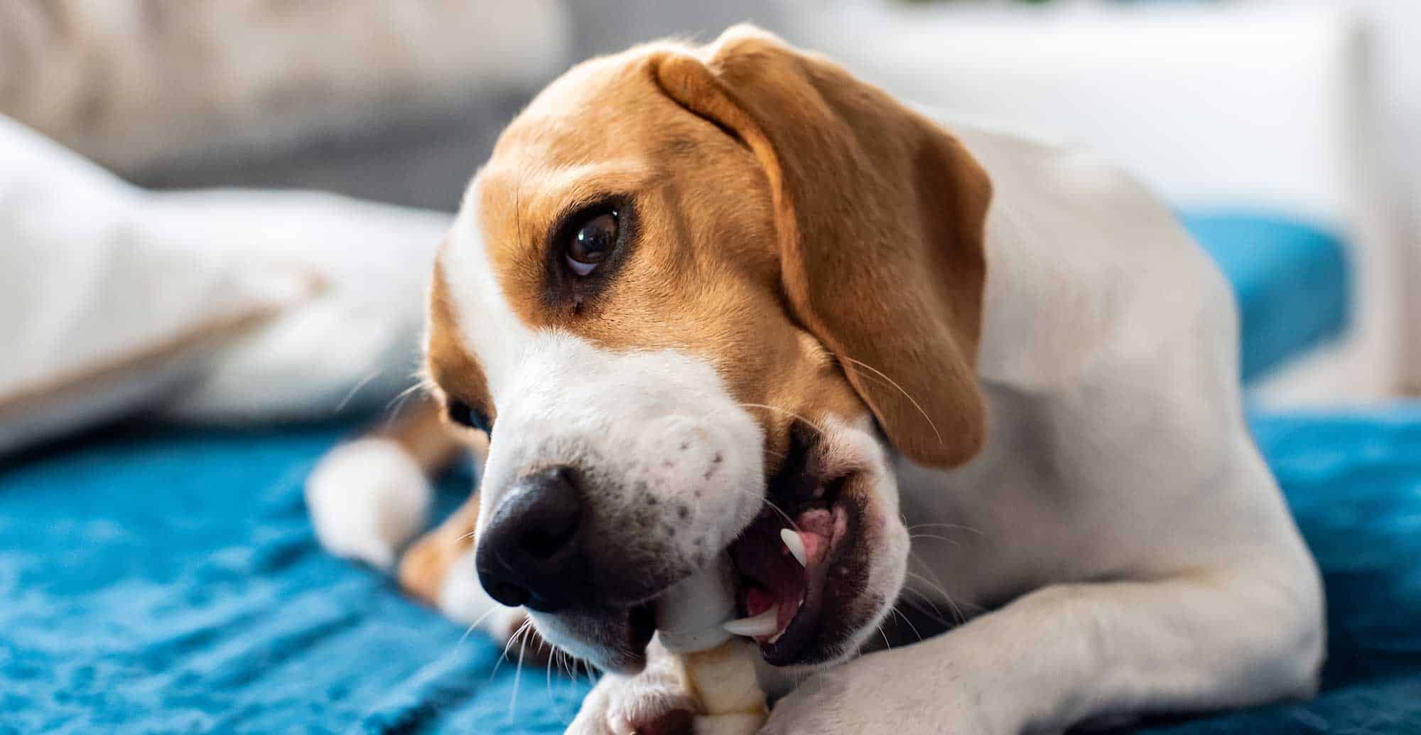 A beagle chewing on a toy