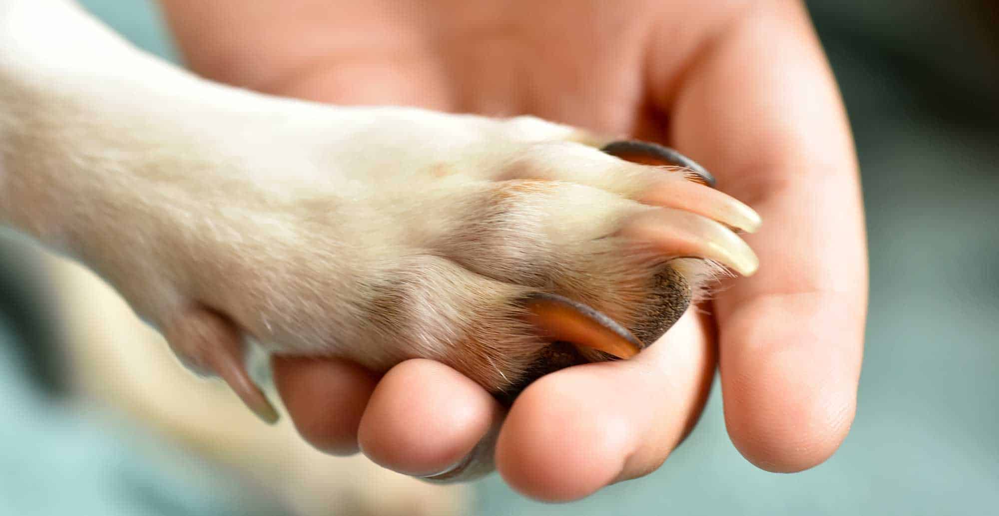 A dog paw being held