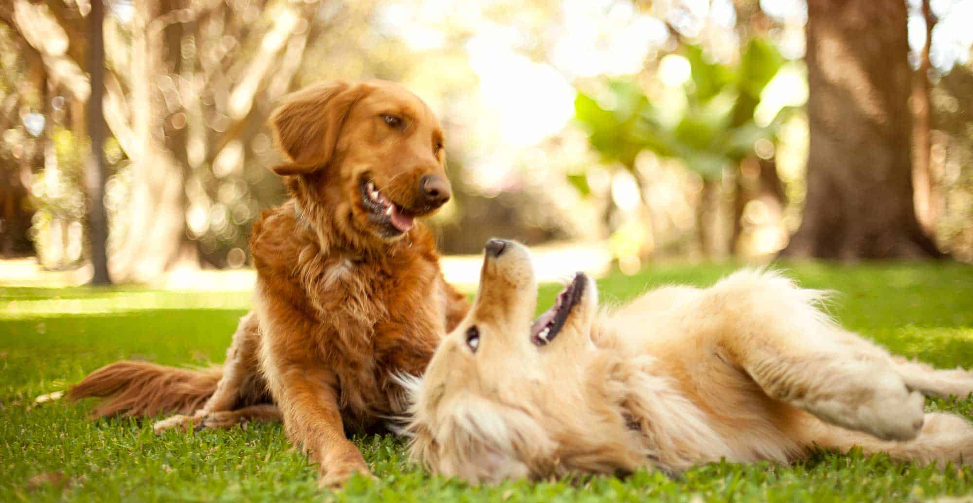 Two golden retrievers rolling in the grass