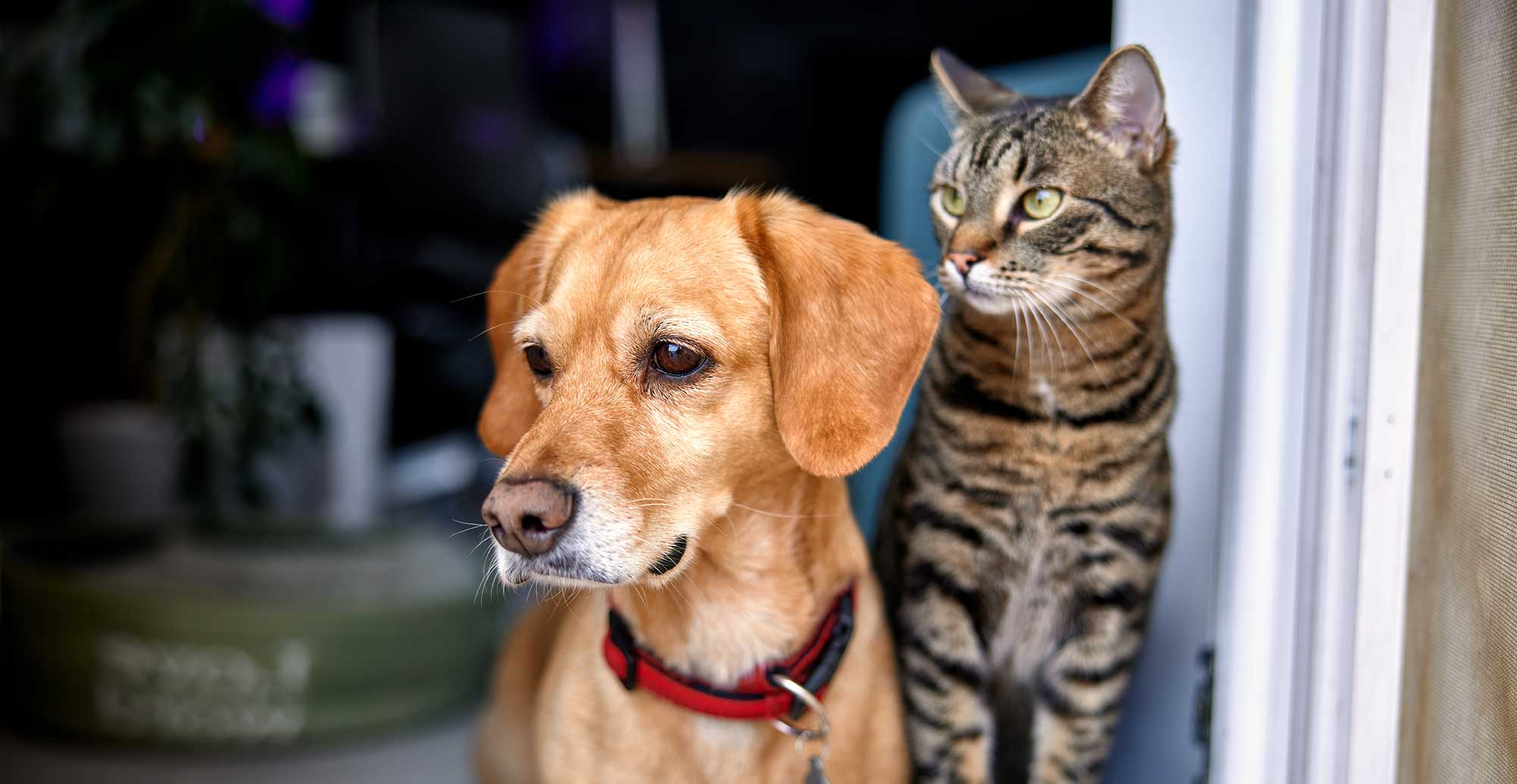 A dog and cat looking out a door